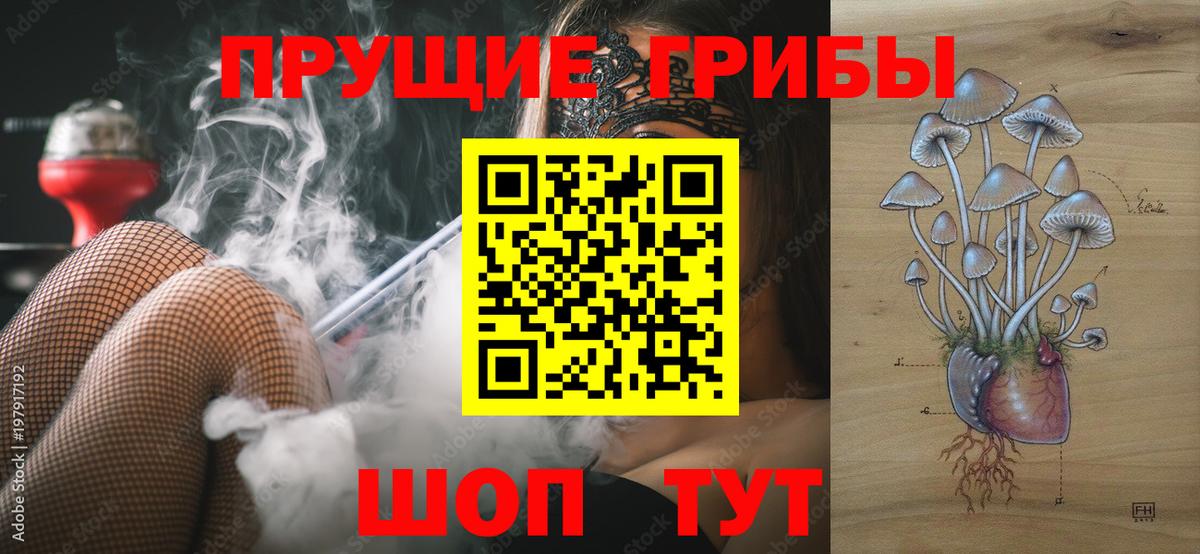 Волоколамск  Псилоцибиновые грибы Psilocybine cubensis  Вход с VPN 